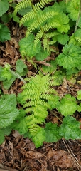 Athyrium filix-femina