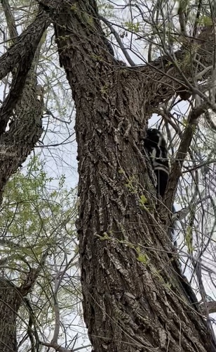 Plains Spotted Skunk