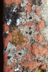 Rhizocarpon petraeum