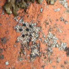 Rhizocarpon petraeum