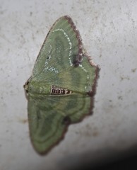 Metallochlora lineata