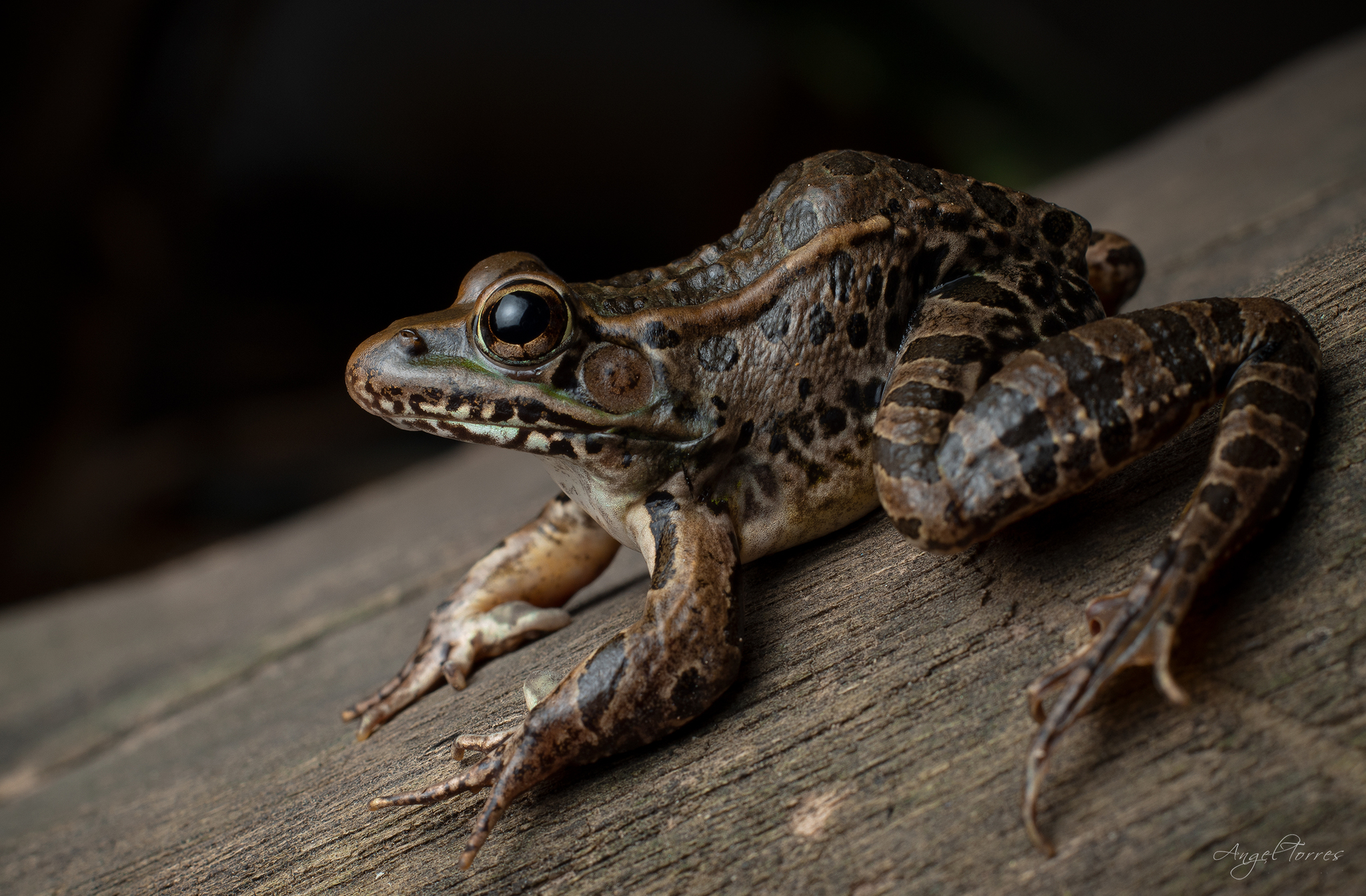 Lithobates spectabilis (Hillis & Frost, 1985)