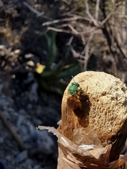 Augochloropsis ignita