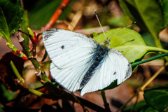 Pieris rapae