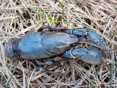 Procambarus gracilis