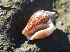 Columbella