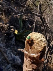 Augochloropsis ignita