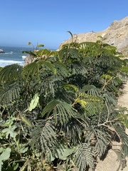 Paraserianthes