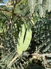 Paraserianthes