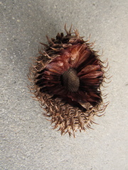 Araucariaceae