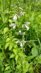 Penstemon