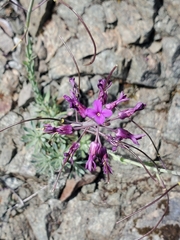 Boechera breweri