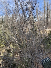 Viburnum opulus americanum