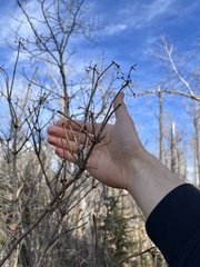 Viburnum opulus americanum