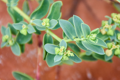Image of Euphorbia mesembryanthemifolia
