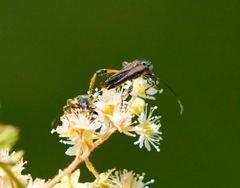 Callimoxys fuscipennis