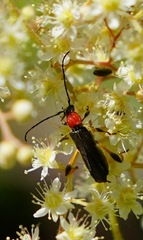 Callimoxys fuscipennis