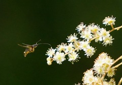 Callimoxys fuscipennis