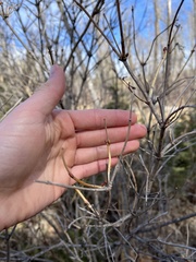 Viburnum opulus americanum