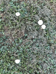 Conocybe apala albipes