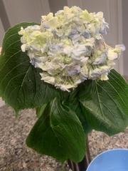 Hydrangea