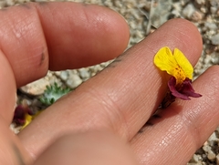 Erythranthe shevockii