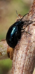 Altica chalybea