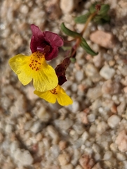 Erythranthe shevockii