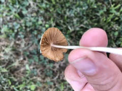 Conocybe apala albipes