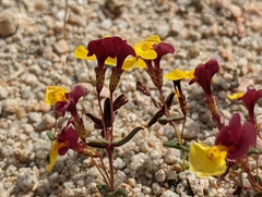 Erythranthe shevockii