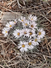 Townsendia hookeri