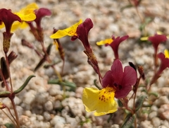 Erythranthe shevockii