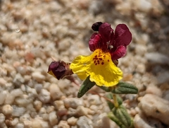 Erythranthe shevockii