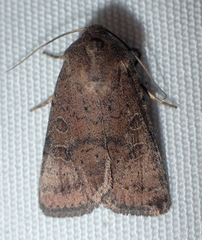 Hoplodrina blanda