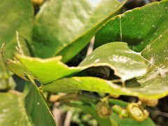 Achlyodes busirus