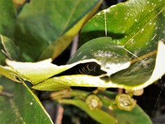 Achlyodes busirus