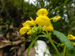 Calceolaria crenata