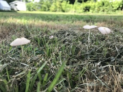 Conocybe apala albipes