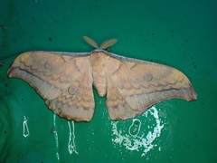 Antheraea steinkeorum