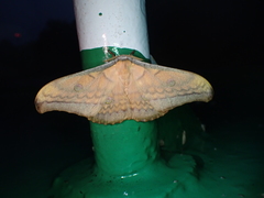 Antheraea steinkeorum