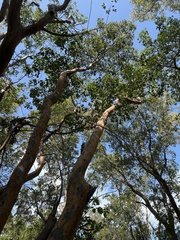 Metopium toxiferum image