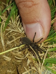 Harpactira hamiltoni