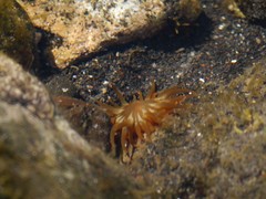 Anemonia sargassensis