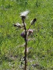Cirsium horridulum