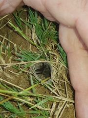 Harpactira hamiltoni