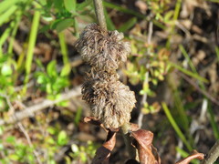 Andricus quercusfrondosus