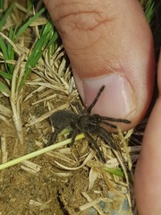 Harpactira hamiltoni