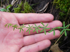 Pellaea ternifolia