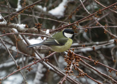 Parus major