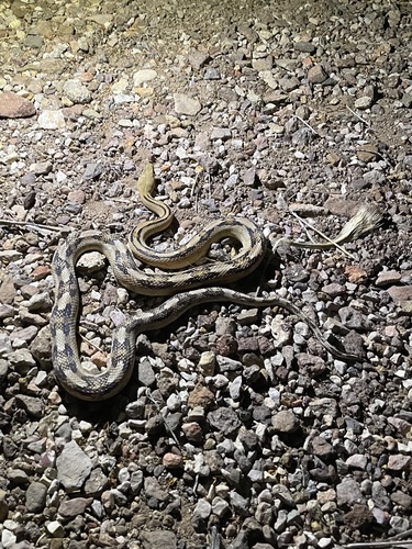 Trans-pecos Ratsnake